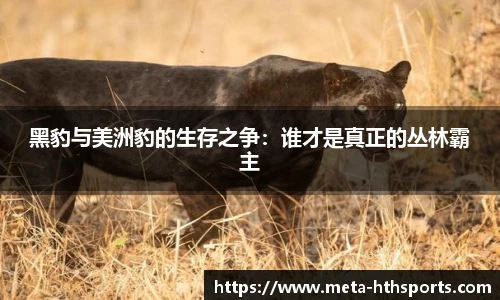 黑豹与美洲豹的生存之争：谁才是真正的丛林霸主